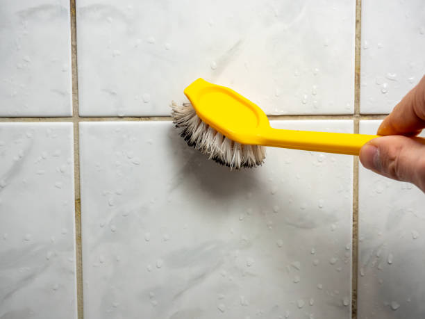 Best Mold Damage Repair  in Canon, GA