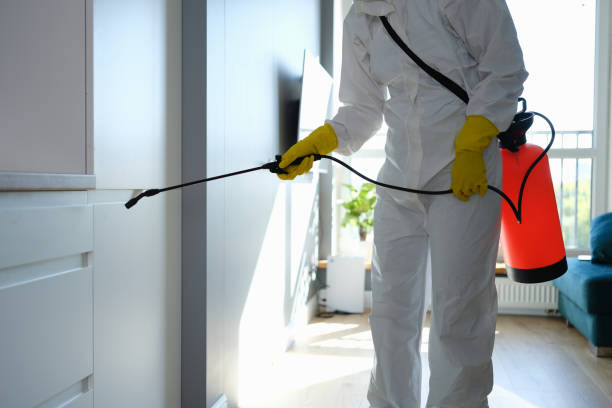 Best Local Mold Removal Service  in Canon, GA